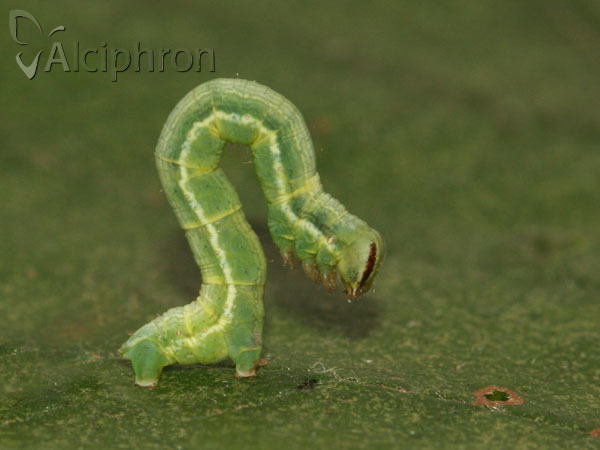 Isturgia arenacearia