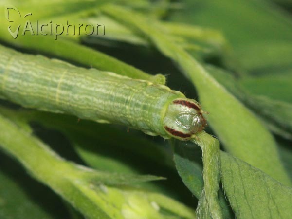 Isturgia arenacearia