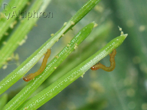 Macaria liturata