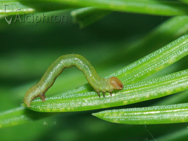 Macaria liturata