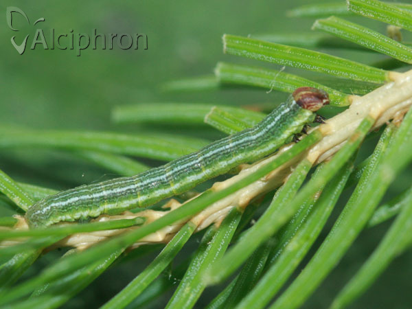 Macaria liturata