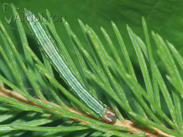 Macaria liturata