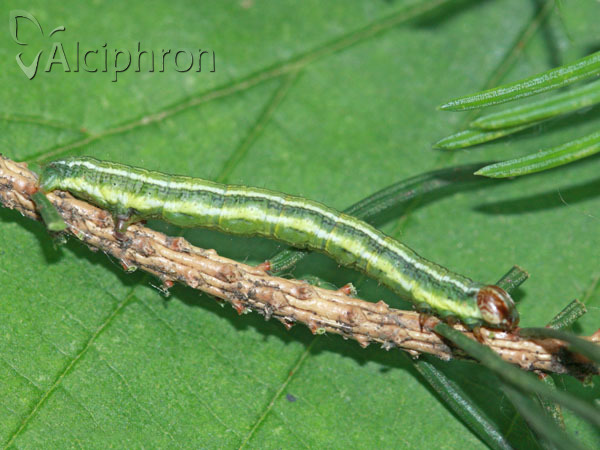 Macaria liturata