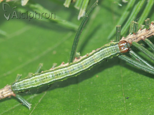 Macaria liturata