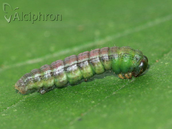 Macaria liturata