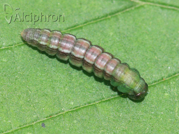Macaria liturata