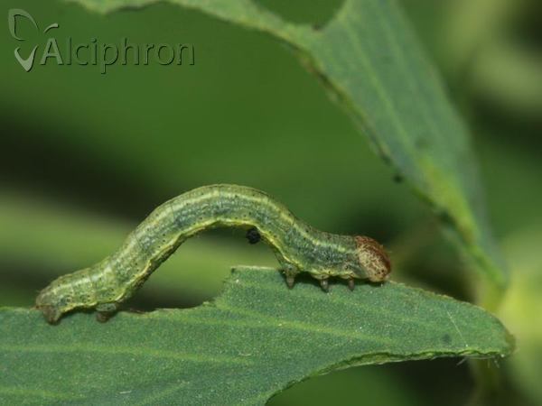 Heliomata glarearia