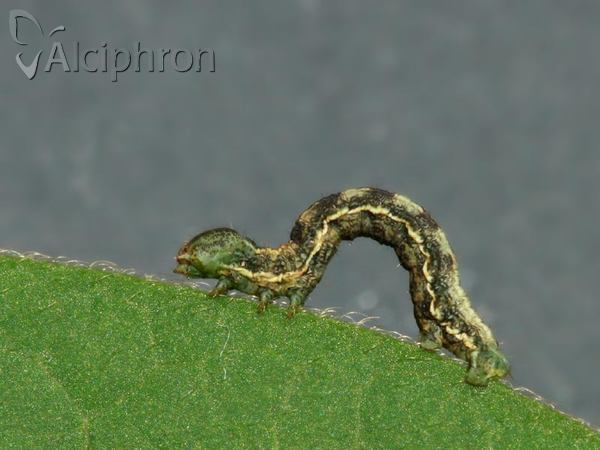 Heliomata glarearia