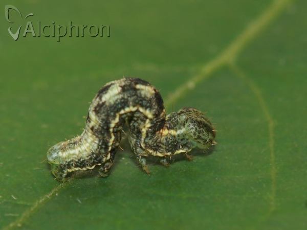 Heliomata glarearia