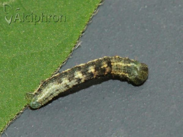 Heliomata glarearia