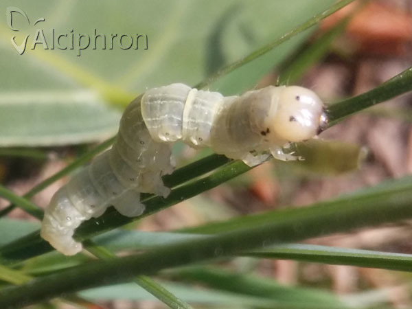 Boudinotiana notha