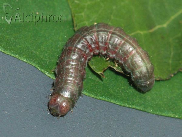 Boudinotiana notha