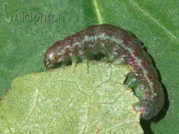 Boudinotiana notha