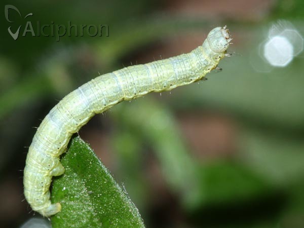 Alsophila aescularia
