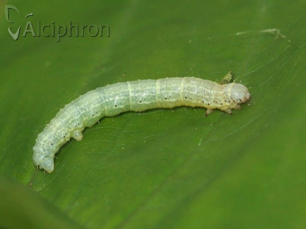 Alsophila aescularia