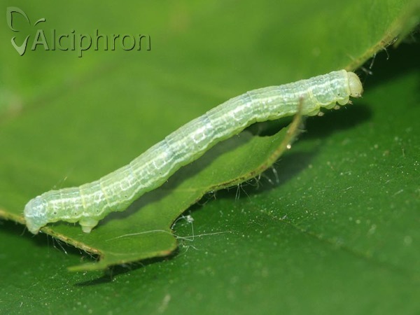 Alsophila aescularia