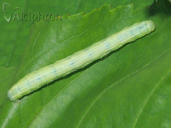 Alsophila aescularia