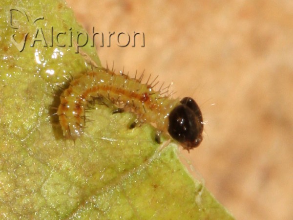 Spatalia argentina