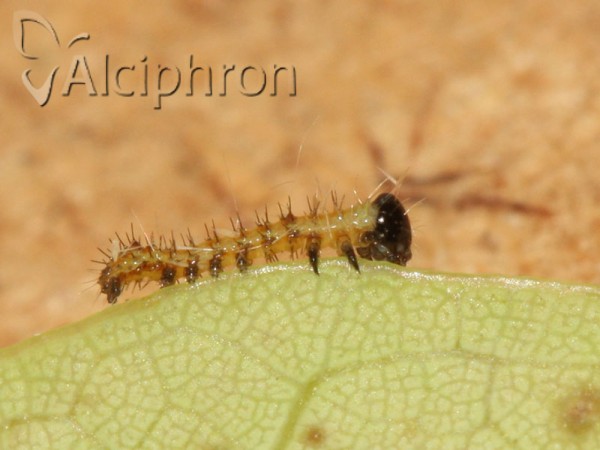 Spatalia argentina