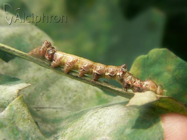 Spatalia argentina