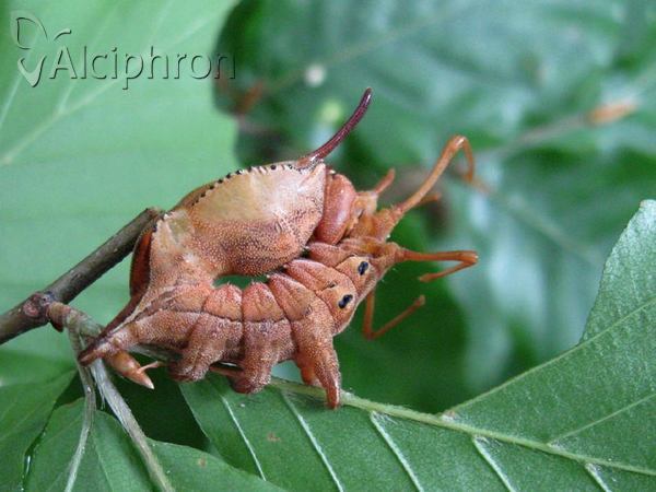 Stauropus fagi
