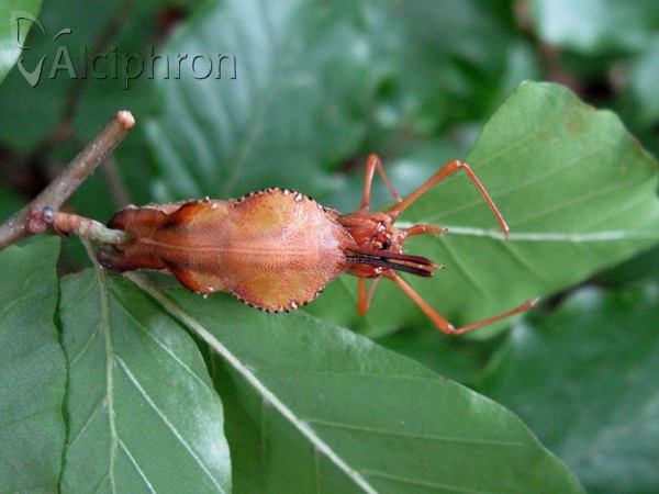 Stauropus fagi