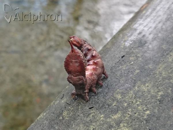 Stauropus fagi