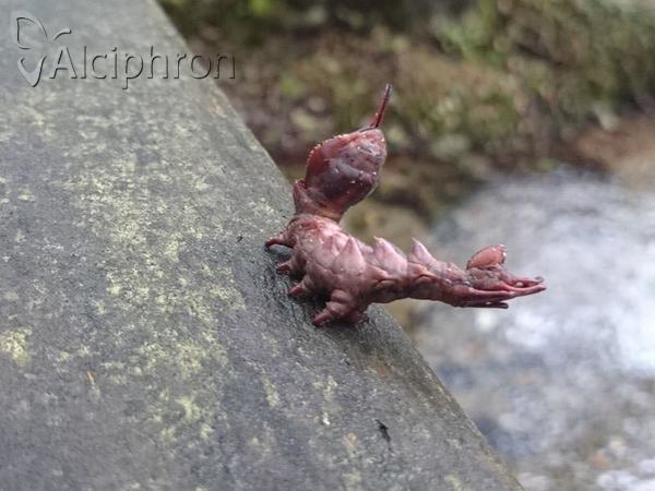 Stauropus fagi