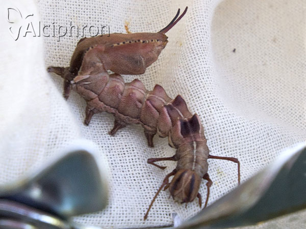 Stauropus fagi