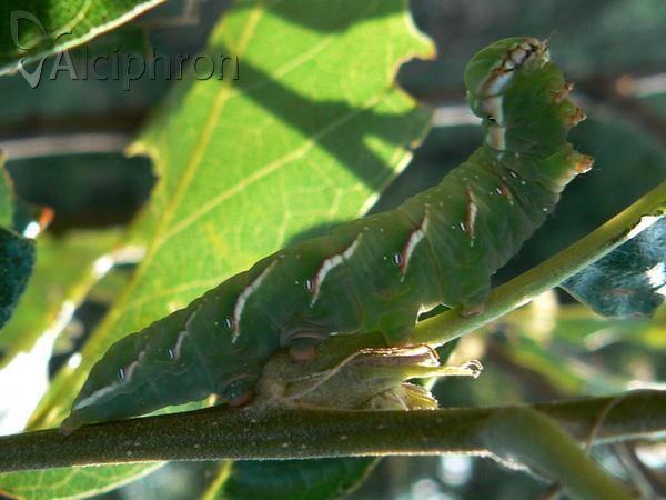 Peridea anceps
