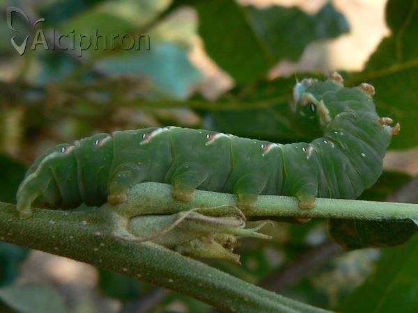 Peridea anceps