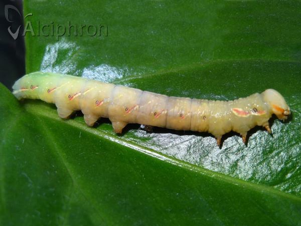 Peridea anceps