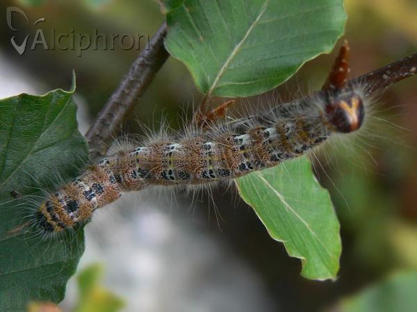 Phalera bucephala