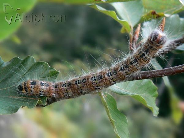 Phalera bucephala