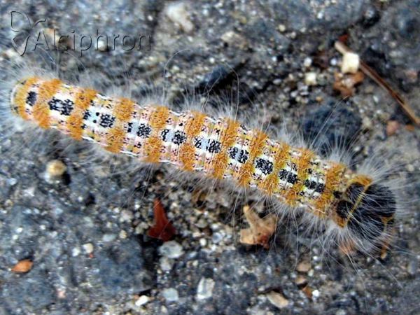 Phalera bucephala