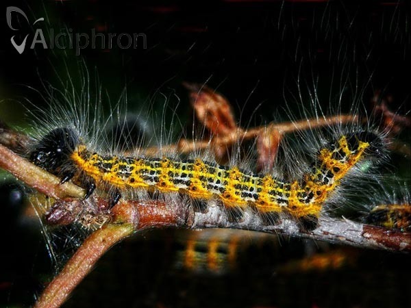 Phalera bucephala