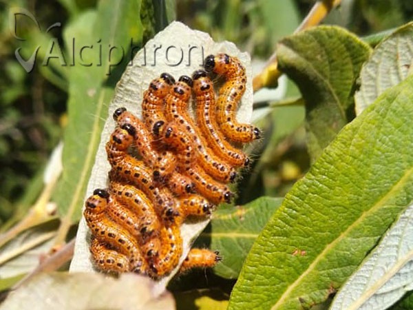 Phalera bucephala