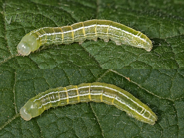 Ptilophora plumigera