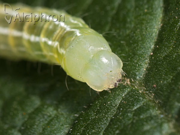 Ptilophora plumigera