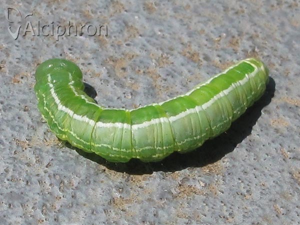 Ptilophora plumigera