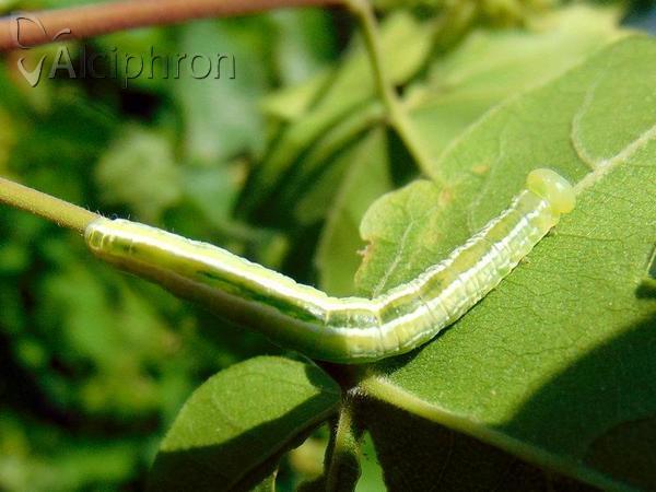 Ptilophora plumigera