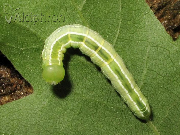 Ptilophora plumigera