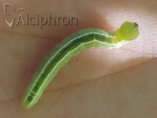 Ptilophora plumigera
