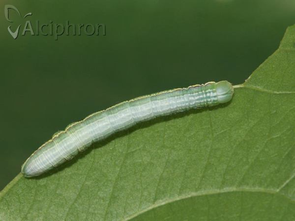 Pterostoma palpina