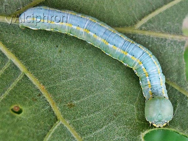 Drymonia ruficornis