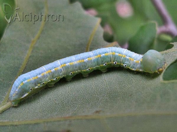 Drymonia ruficornis