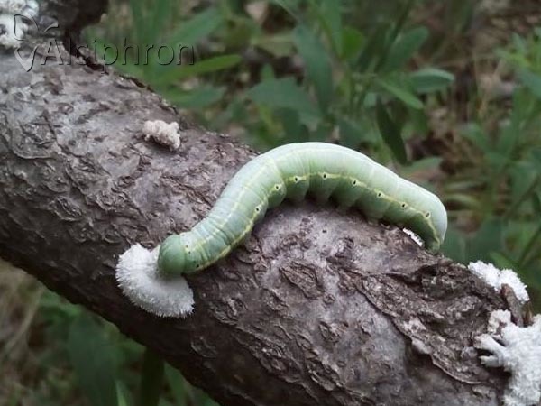 Drymonia ruficornis