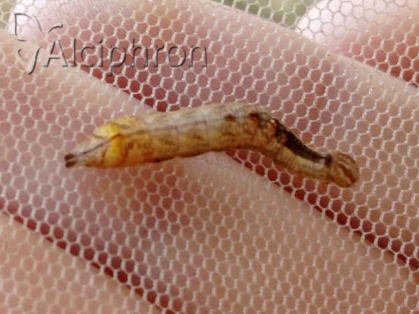 Notodonta dromedarius