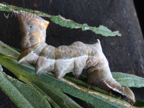 Notodonta ziczac