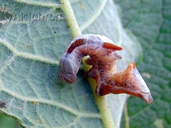 Notodonta ziczac